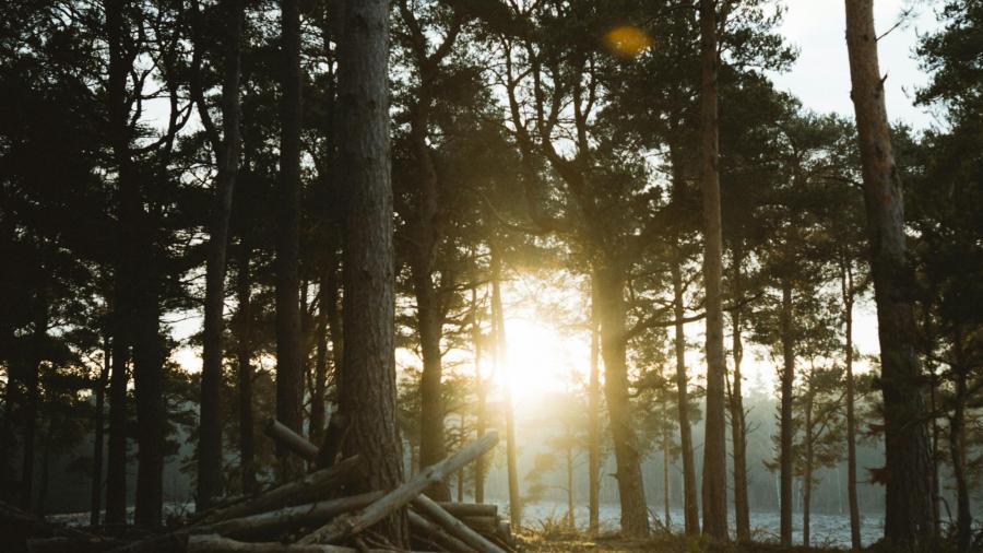 Parliament prunes Deforestation Regulation