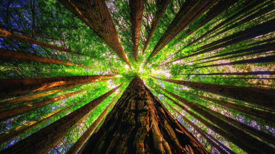 Products causing deforestation for the chop - but not just yet
